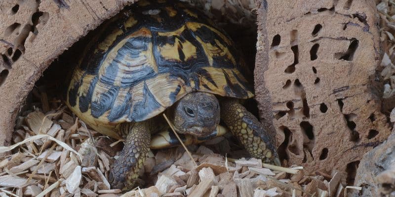 Hermann’s Tortoise (Testudo hermanni)