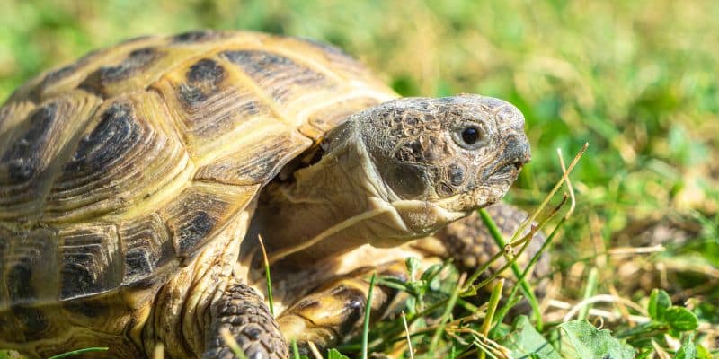 Horsfield’s Tortoise