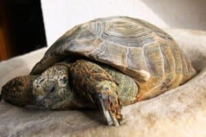 How Long Does a Tortoise Live