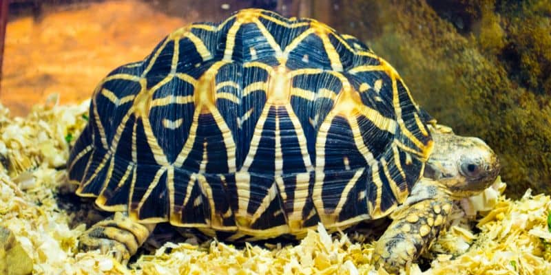 Indian Star Tortoise (Geochelone elegans)