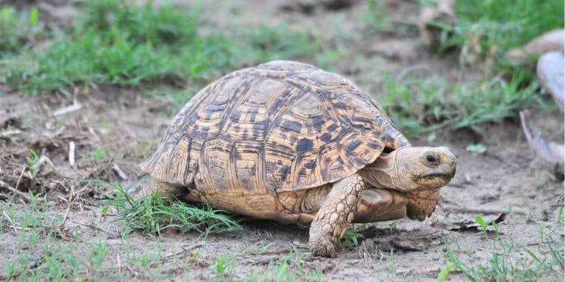 Leopard Tortoise (Stigmochelys pardalis)