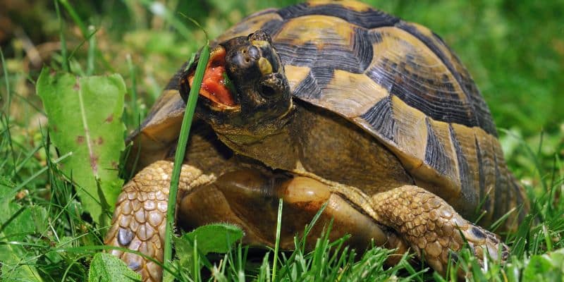 Mediterranean Tortoises