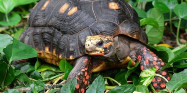 Tortoise Lifespan Facts and Figures: Care Tips for Longevity