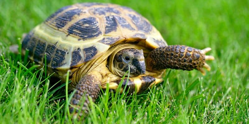 Russian Tortoise (Testudo horsfieldii)