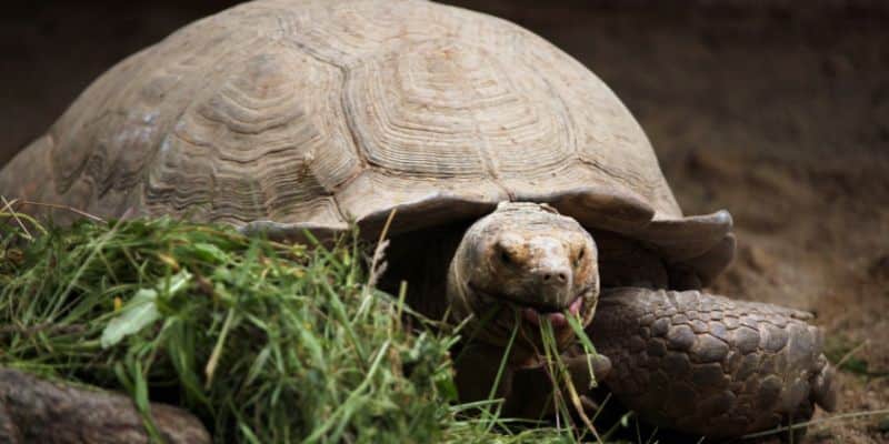 Safe and Nutritious Foods for Tortoises