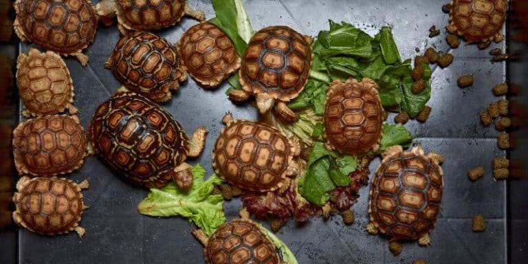 Sulcata Tortoise Habitats and Ideal Enclosures