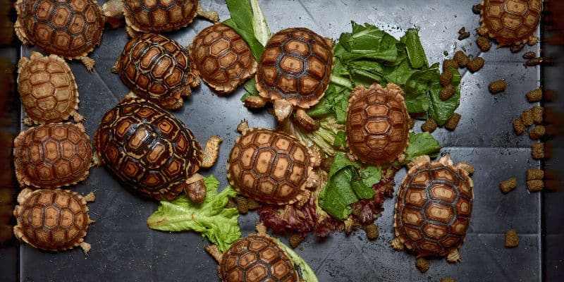 Sulcata Hatchlings Eating in Enclosure