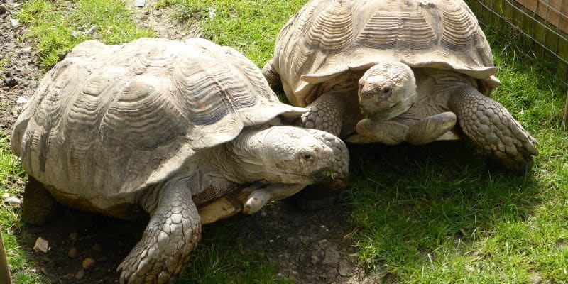 Sulcata Tortoise (Centrochelys sulcata)