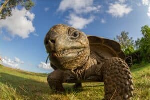 Tortoise Behavior