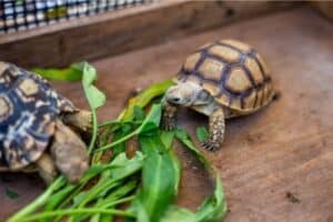 Tortoise Enclosure Ideas for Both Indoors and Outdoors