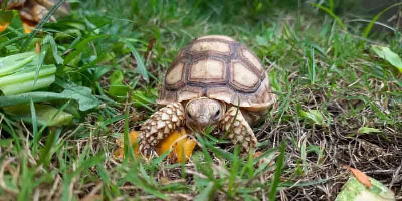This sulcata tortoise food list will walk you through exactly what they should eat, what foods cause problems & how to create a feeding routine.