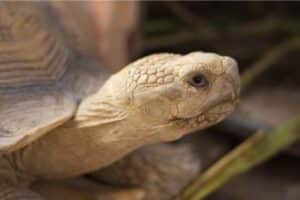 Metabolic Bone Disease Tortoises