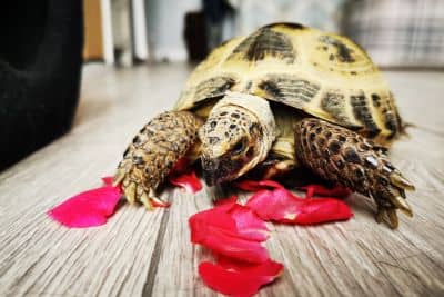 best tortoise for indoor pet