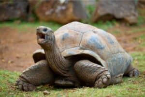 signs of a stressed tortoise