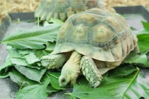 what can sulcata tortoises eat list