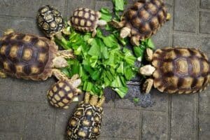 what can tortoises eat: food list