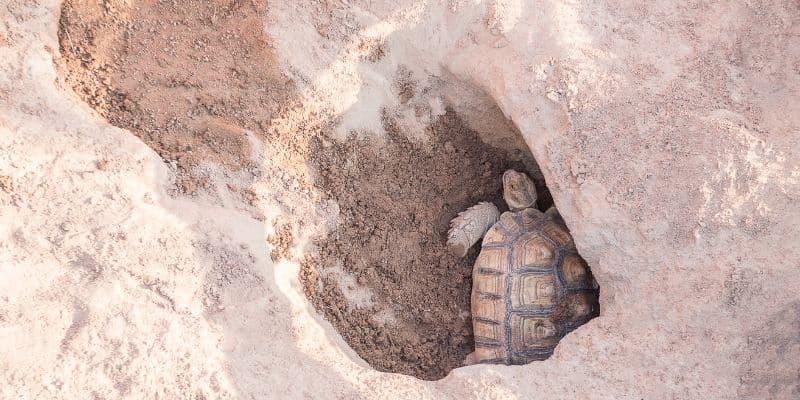 Digging Up Your Tortoise Eggs
