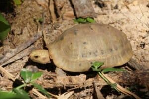 Elongated Tortoise Care