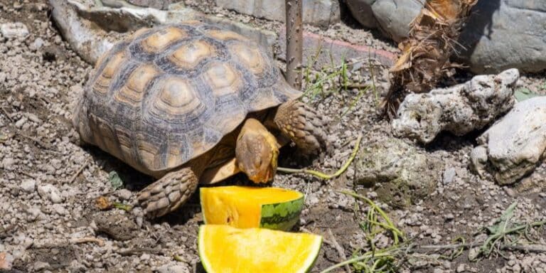 How to Set Up a Sulcata Tortoise Outdoor Enclosure - Cube Hamster Cage For Sulcata Tortoise