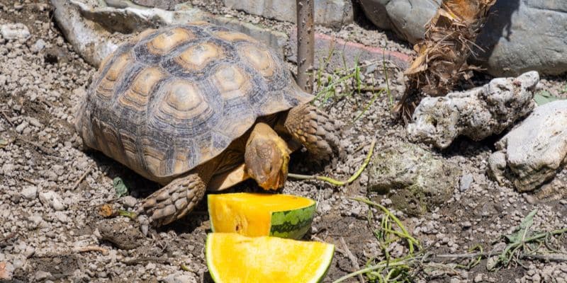 Enrichment Plants and Decor