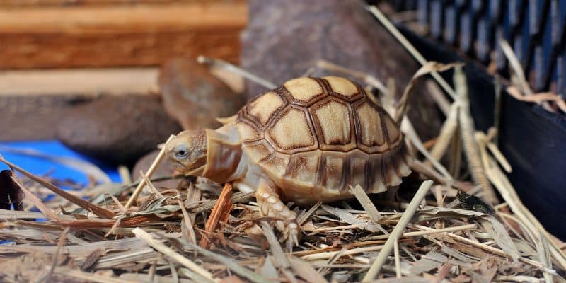 Essential Elements of a Sulcata Habitat
