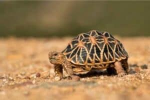 Indian Star Tortoise Care Guide