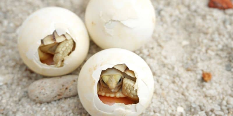 Natural Tortoise Egg Incubation