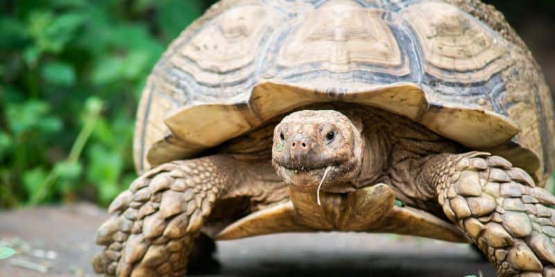 Sulcata tortoise