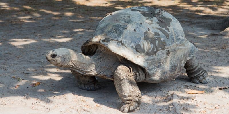 Understanding Giant Tortoises