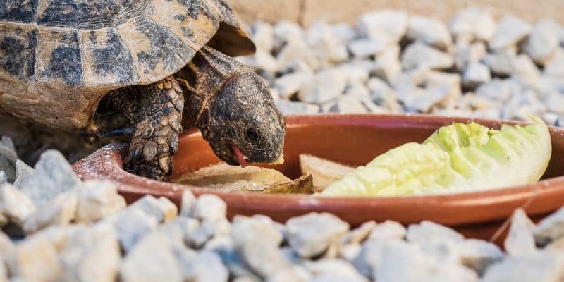 Russian tortoise eating from a shallow bowl