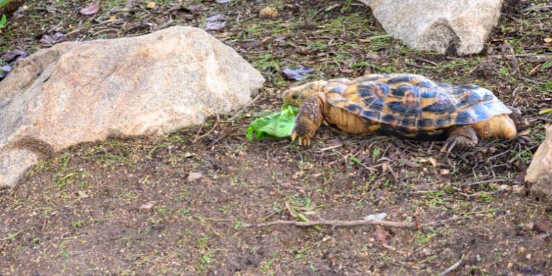 Pancake tortoise diet