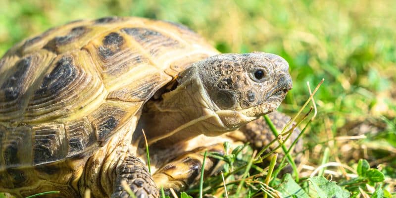 Russian Tortoise Close Up