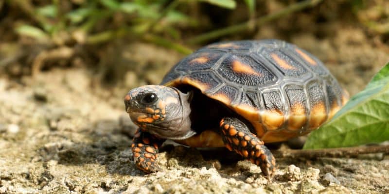 Red-foot tortoise close-up