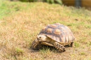 sulcata tortoise outdoor enclosure