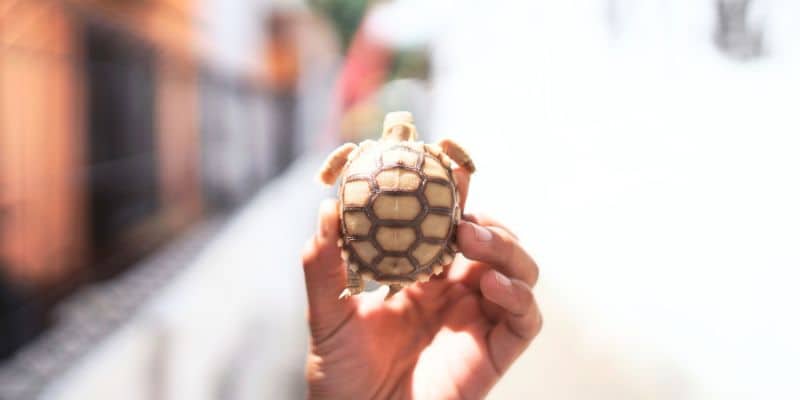 Baby Sulcata