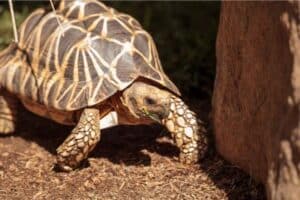 burmese star tortoise care