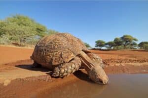 can tortoises swim