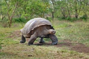 giant tortoise pet