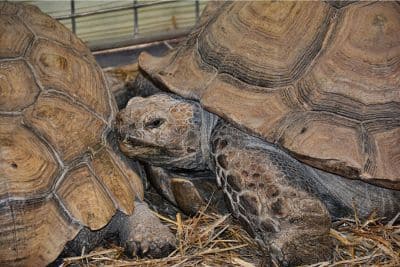 indoor sulcata tortoise enclosure