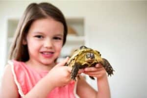 is it cruel to keep a tortoise as a pet