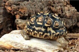 leopard tortoise care