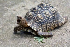 leopard tortoise pyramiding