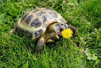 russian tortoise diet and food list