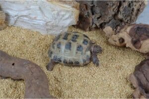 russian tortoise enclosure