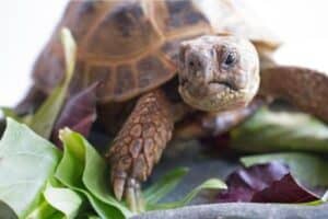 russian tortoise size