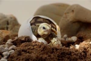 tortoise incubation guide