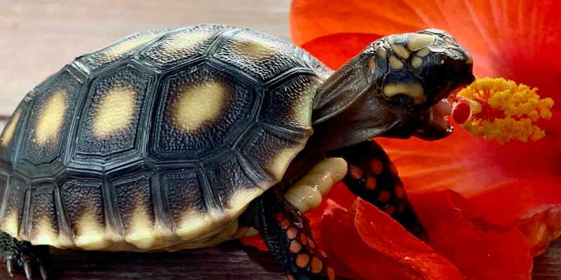 Coolest Tortoise Names