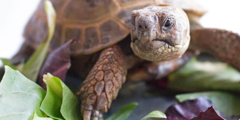 Horsfield Tortoises Diet and Nutrition