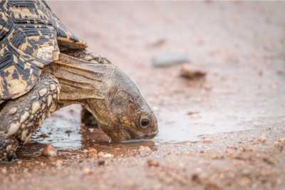 Do Tortoises Need Water