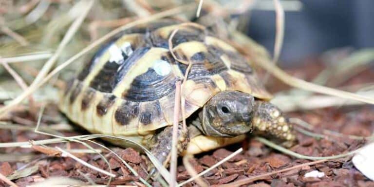 Hermann's Tortoise Size By Age and Growth Rate